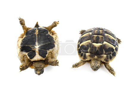 Photo for Hermann s tortoise in front of white background - Royalty Free Image