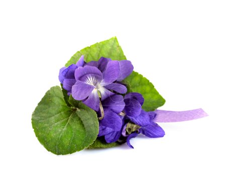 Téléchargez les photos : Viola odorata devant fond blanc - en image libre de droit