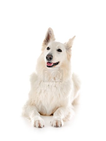 Photo for White Swiss Shepherd Dog in front of white background - Royalty Free Image