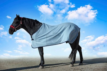 Foto de Caballo negro y su manta de caballo en invierno - Imagen libre de derechos
