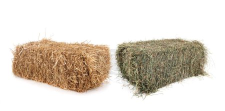 Photo for Bundles of straw and hay in front of white background - Royalty Free Image