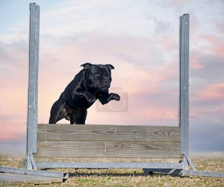 Photo for Staffordshire bull terrier jumping a fence for obedience discipline - Royalty Free Image