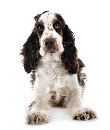 Photo for English Cocker Spaniel in front of white background - Royalty Free Image