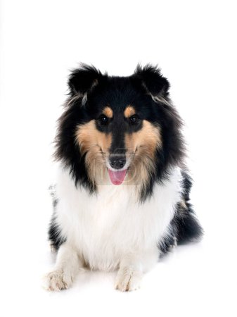 Photo for Young rough collie in front of white background - Royalty Free Image