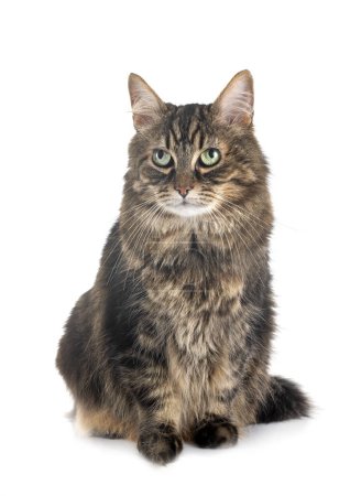 Téléchargez les photos : Maine coon chat en face de fond blanc - en image libre de droit