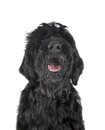 Giant Schnauzer in front of white background