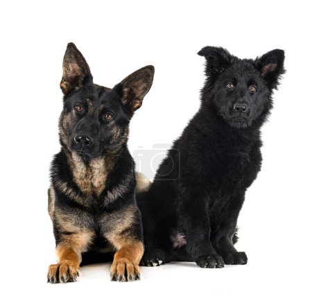 Photo for Young german shepherds in front of white background - Royalty Free Image