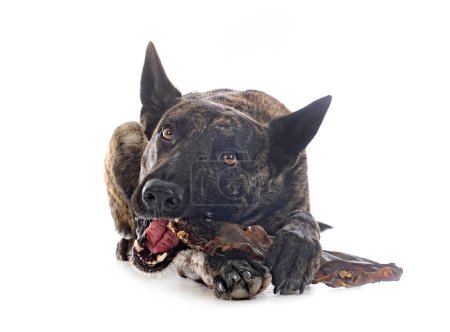 Photo for Dutch Shepherd in front of white background - Royalty Free Image