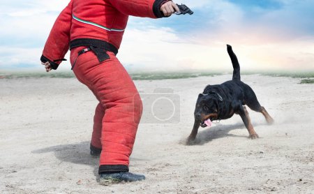 Téléchargez les photos : Jeune rottweiler formation pour la protection du sport et de la police - en image libre de droit