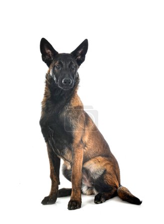 Puppy belgian shepherd and woman in front of white background