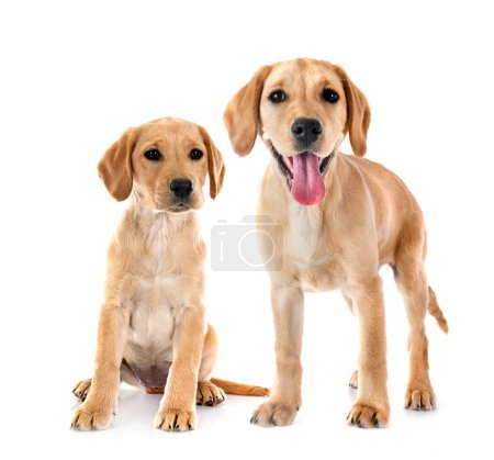 Photo for Puppies labrador retriever in front of white background - Royalty Free Image