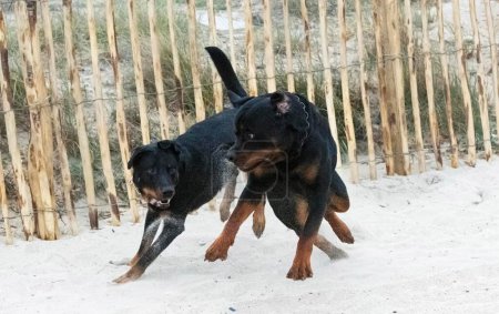 Photo for Young rottweiler and beauceron running on the beach in spring - Royalty Free Image