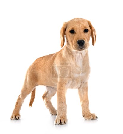 Photo for Puppy labrador retriever in front of white background - Royalty Free Image