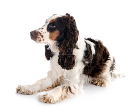 Photo for English Cocker Spaniel in front of white background - Royalty Free Image