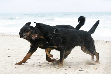 Foto de Joven rottweiler y beauceron corriendo en la playa en primavera - Imagen libre de derechos