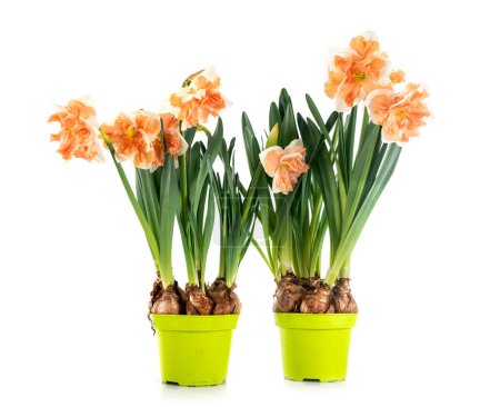 Foto de Narciso planta en frente de fondo blanco - Imagen libre de derechos