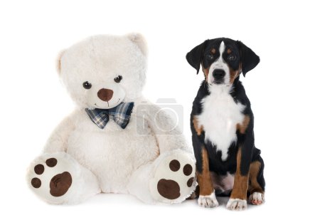 Foto de Cachorro Appenzeller Sennenhund delante de fondo blanco - Imagen libre de derechos