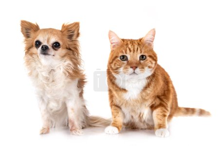 Foto de Jengibre gato y chihuahua en frente de fondo blanco - Imagen libre de derechos