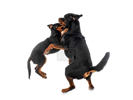 Téléchargez les photos : Chiot rottweiler et adulte devant fond blanc - en image libre de droit