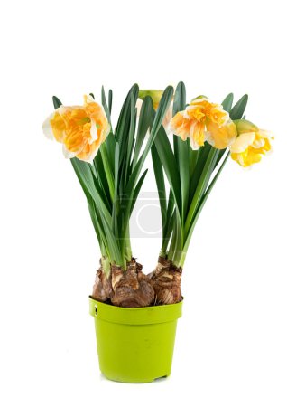 Foto de Narciso planta en frente de fondo blanco - Imagen libre de derechos