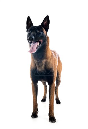 Photo for Belgian shepherd in front of white background - Royalty Free Image