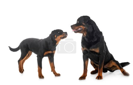 Téléchargez les photos : Chiot rottweiler et adulte devant fond blanc - en image libre de droit