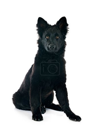 Photo for Young german shepherd in front of white background - Royalty Free Image