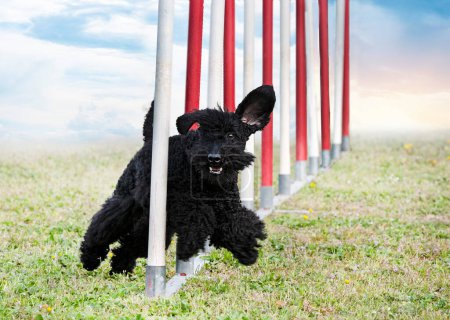 Photo for Training of agility for competition  in an obedience club - Royalty Free Image