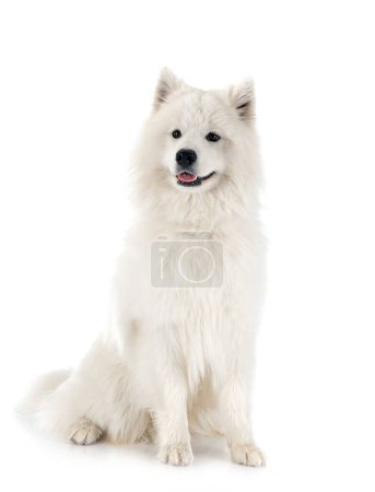 Photo for Samoyed dog in front of white background - Royalty Free Image