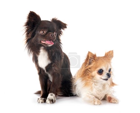 Photo for Little chihuahuas in front of white background - Royalty Free Image