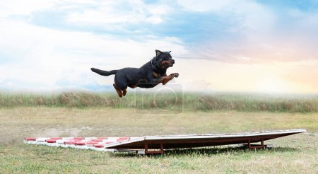 Foto de Entrenamiento para un rottweiler en una valla para la disciplina de obediencia - Imagen libre de derechos