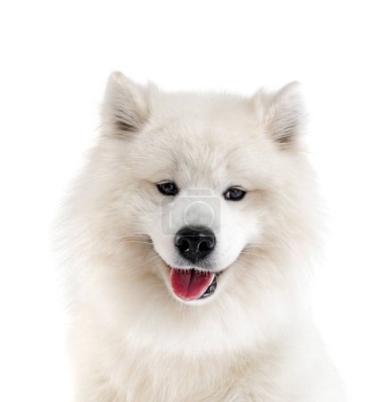 Foto de Samoyedo perro en frente de blanco fondo - Imagen libre de derechos
