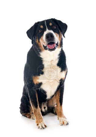 Photo for Adult Appenzeller Sennenhund in front of white background - Royalty Free Image