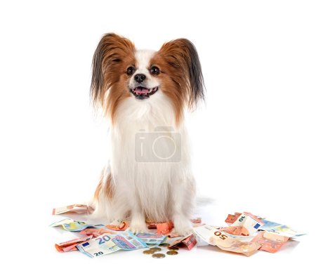 Photo for Papillon dog and bills in front of white background - Royalty Free Image