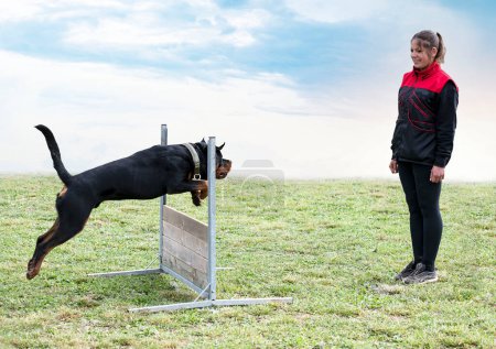 Téléchargez les photos : Femme et rottweiler marche dans la nature en été - en image libre de droit