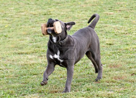 Photo for Cane corso training  for obedience discipline - Royalty Free Image