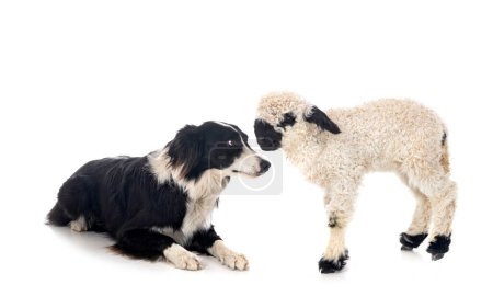 Photo for Lamb Valais Blacknose and border collie in front of white background - Royalty Free Image