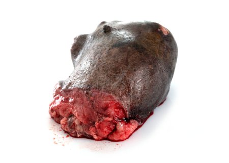 Téléchargez les photos : Tumeur de mamelle de chien devant fond blanc - en image libre de droit