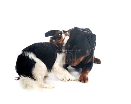Téléchargez les photos : Cavalier roi charles et rottweiler devant fond blanc - en image libre de droit