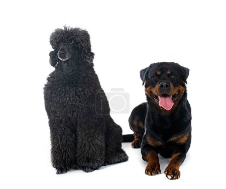 Téléchargez les photos : Caniche noir standard et rottweiler devant fond blanc - en image libre de droit