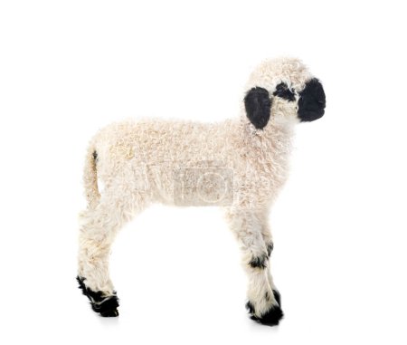 Photo for Lamb Valais Blacknose in front of white background - Royalty Free Image
