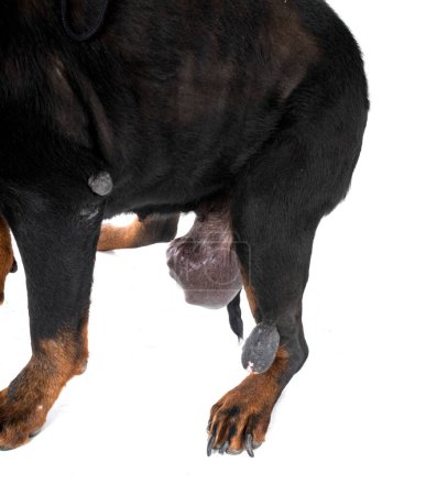 Photo for Rottweiler tumor in front of white background - Royalty Free Image