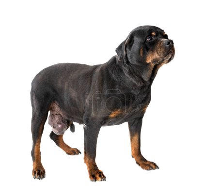Photo for Rottweiler tumor in front of white background - Royalty Free Image
