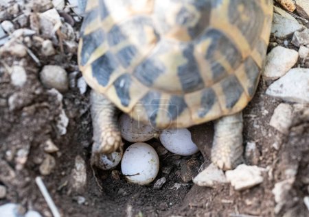 Eggs  of a Hermanns tortoise, Testudo hermanni