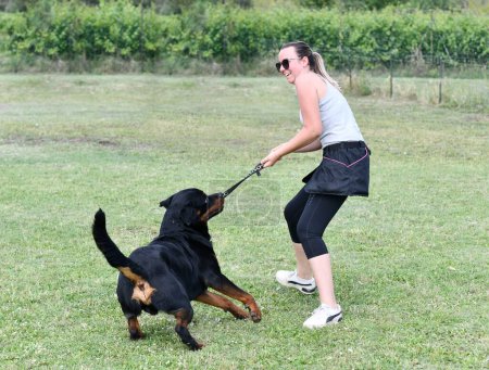 Photo for Rottweiler and woman  training  for obedience discipline - Royalty Free Image