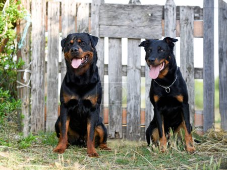 Téléchargez les photos : Berger français et rottweiler dans la nature en été - en image libre de droit