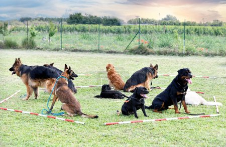 Téléchargez les photos : Groupe de chiens dressage pour la discipline d'obéissance - en image libre de droit