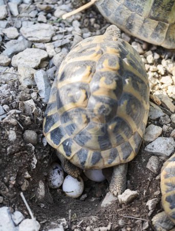 Téléchargez les photos : Œufs d'une tortue hermanne, Testudo hermanni - en image libre de droit