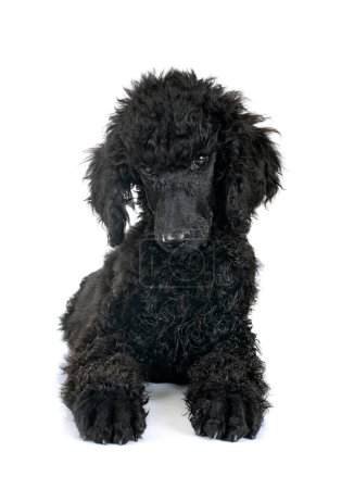 Photo for Puppy standard black poodle in front of white background - Royalty Free Image