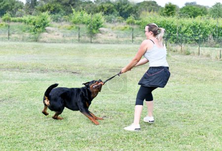 Foto de Rottweiler y entrenamiento de la mujer para la disciplina de obediencia - Imagen libre de derechos